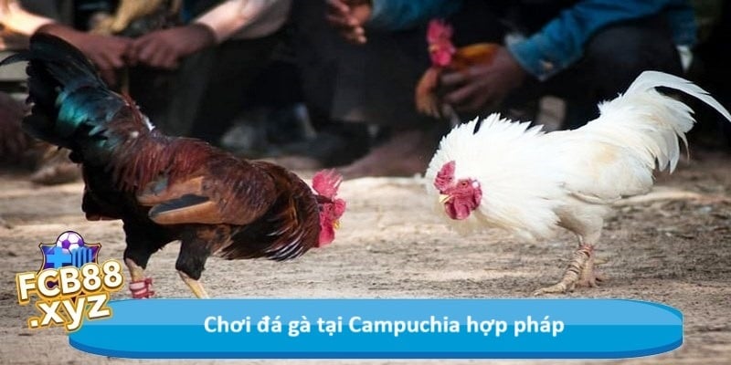 Chơi đá gà tại Campuchia hợp pháp