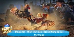 Đá gà đòn - Hình thức đấu chọi nổi tiếng tại các trường gà