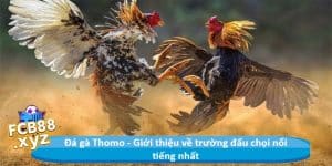 Đá gà Thomo - Giới thiệu về trường đấu chọi nổi tiếng nhất