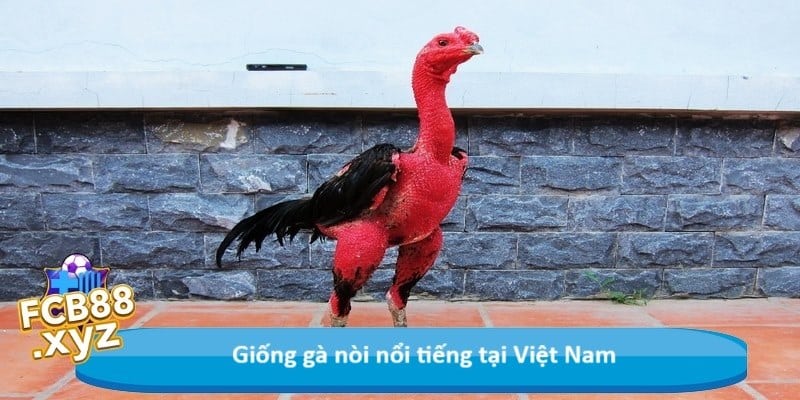 Giống gà nòi nổi tiếng tại Việt Nam
