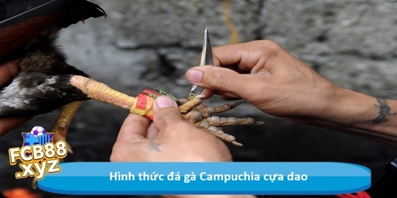Hình thức đá gà Campuchia cựa dao